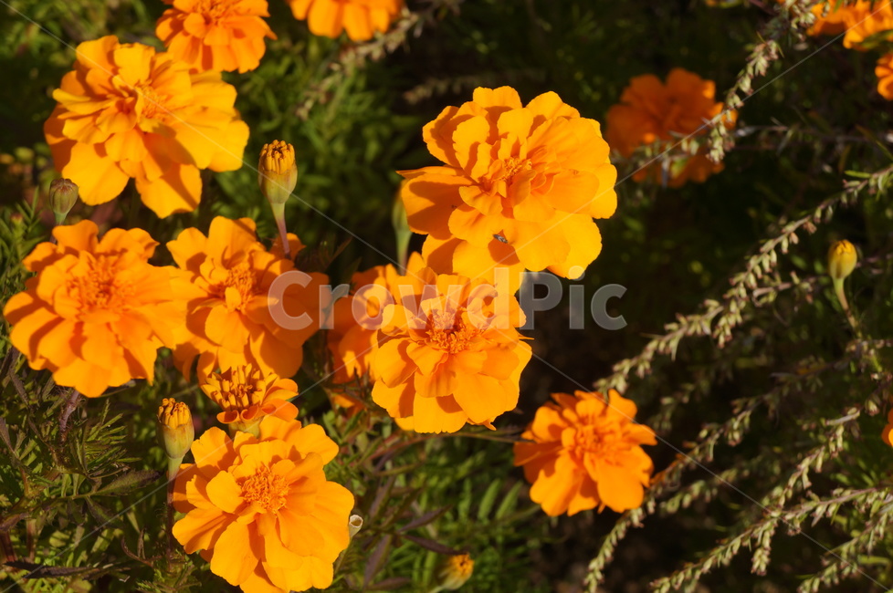 메리골드,노란꽃,가을꽃,가을화단,국화과식물,천수국,아프리칸메리골드,식물,자연,plants,nature,꽃,flower