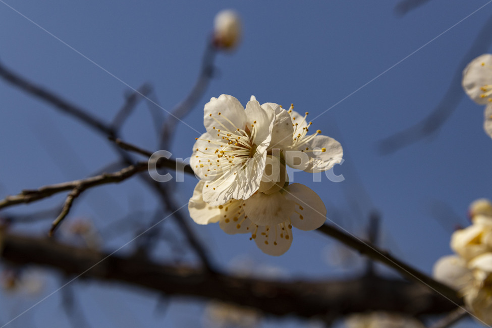 매화,매화꽃,백매화,plumblossom,whiteplumblossom,봄꽃,식물,plant,봄,계절,spring,season