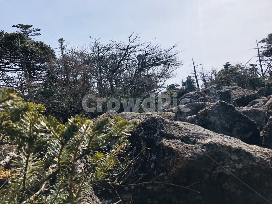 자연,나무,감성,이국적,숲,돌,바위,풀,자연,풍경,nature,landscape