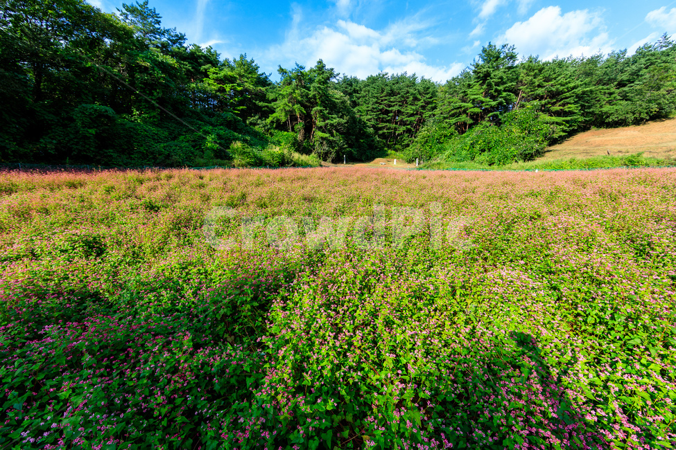메밀,핑크색,담홍색,농촌,메밀꽃,꽃잎,색깔,화려한,꽃,자연,풍경,nature,landscape,field,들,grassland,목초지,outdoors,옥외,farm,농장,rural,meadow,plant,식물