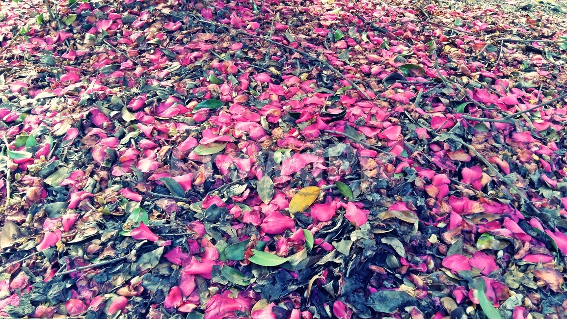 제주도,위미리,동백꽃,꽃잎,서귀포,남원,감성,낭만,꽃,flower