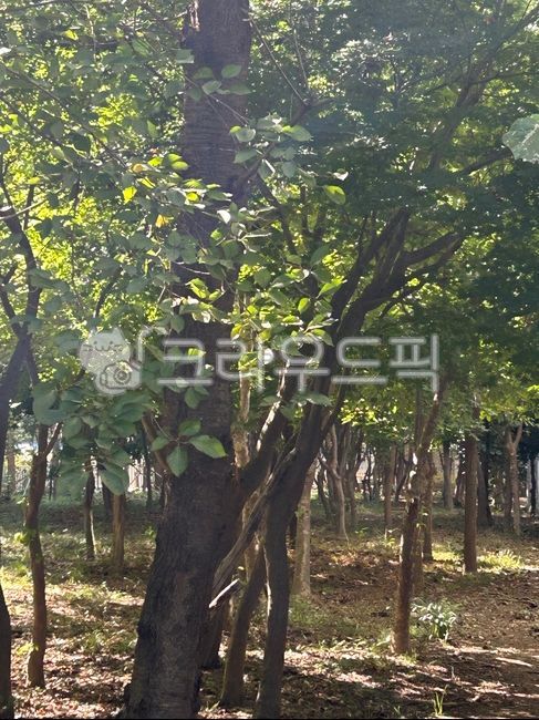 tree,나무,초목,숲,가든