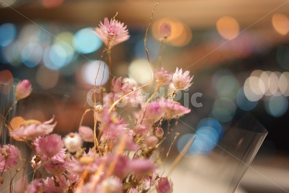 꽃,분홍꽃,꽃다발,flower,예쁜꽃,따뜻한,빛나는,기념일,축하,꽃,flower