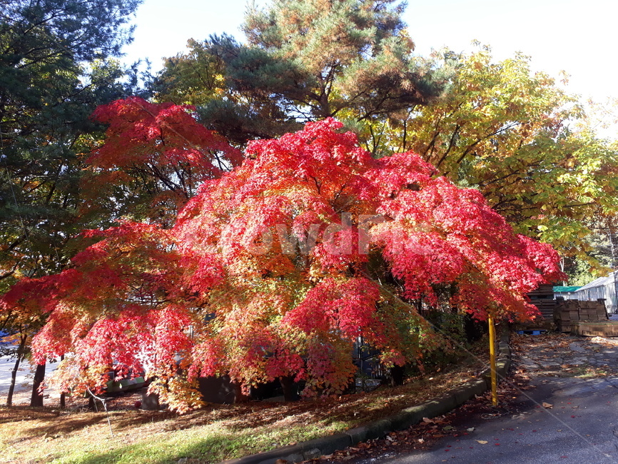 단풍,단풍나무,가을,과천,둘레길자연,가을,계절,fall,autumn,season,자연,풍경,nature,landscape,tree,나무,plant,식물,maple,leaf,잎