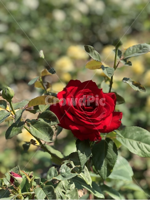장미,rose,flowers,빨간꽃,햇빛,식물,꽃,장미공원,꽃놀이,창원,창원장미공원,빨간장미,빨간색장미,빨간색꽃