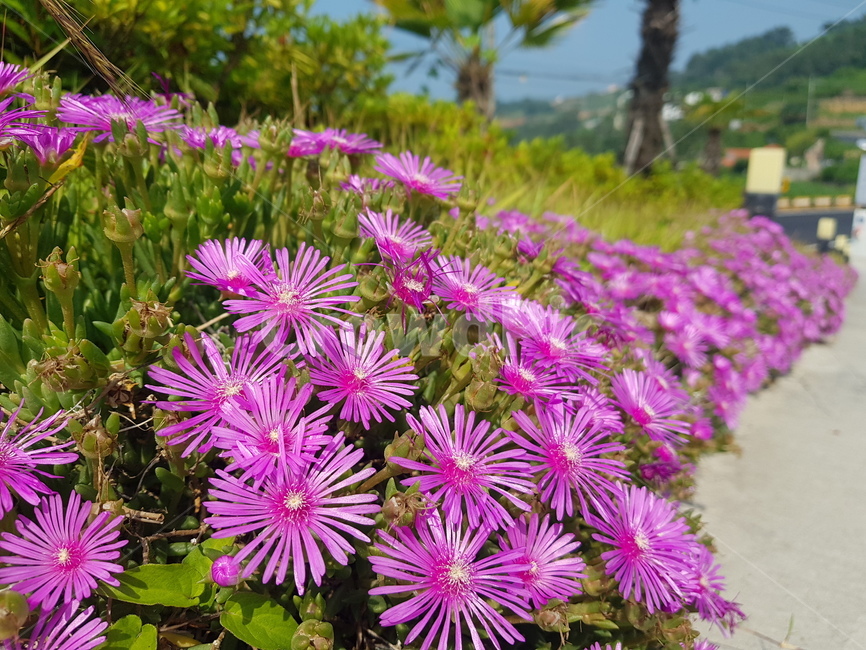 꽃,flower,blossom,식물,plant,길거리꽃,예쁜꽃,감성,감성사진,spring,봄