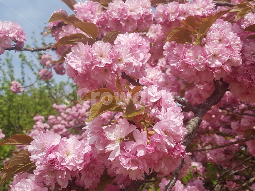 봄,꽃,겹벗꽃,핑코색,plant,식물,flower,blossom,자연