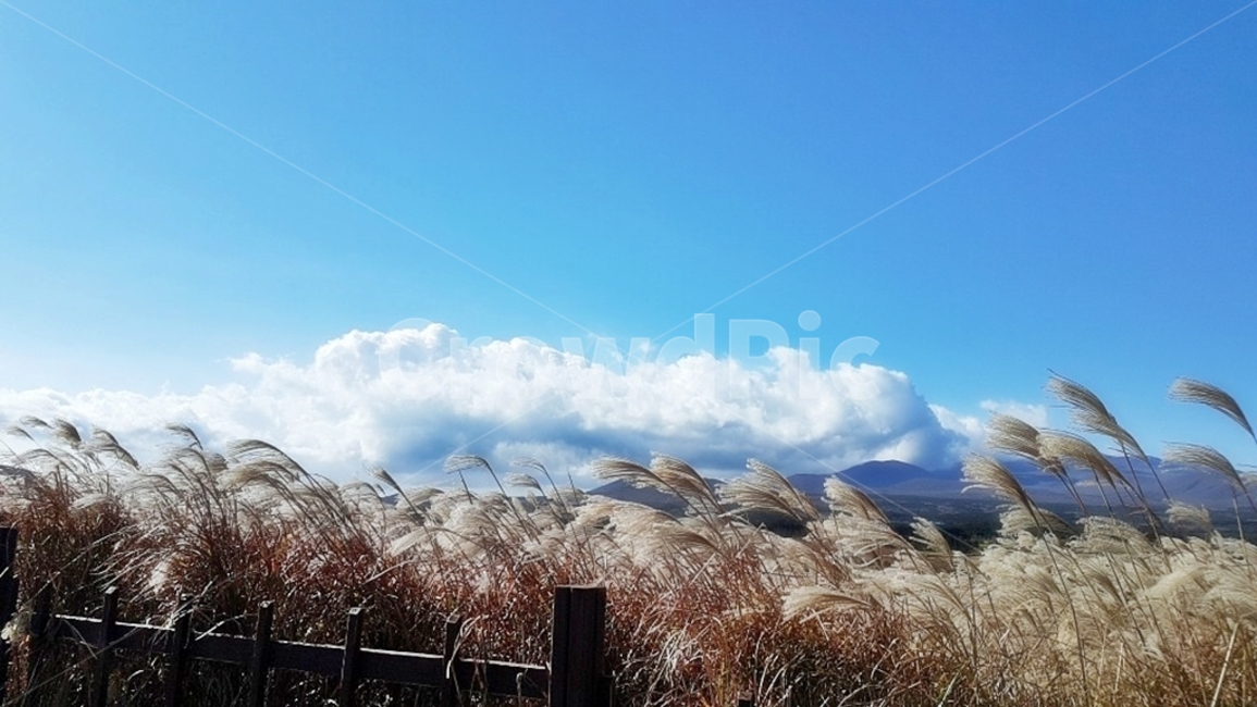 제주도풍경,제주도억새꽃,억새풀,자연풍경,제주도가을