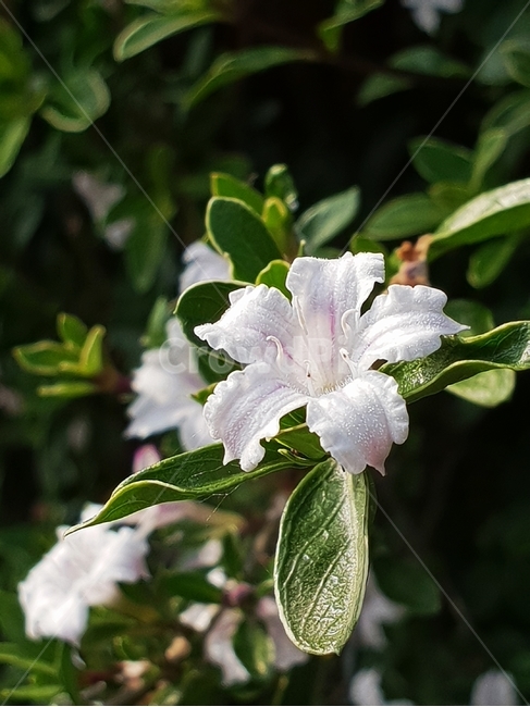 백마골,화단나무,백마골꽃,여름꽃,정원꽃,식물,자연,plants,nature,꽃,flower