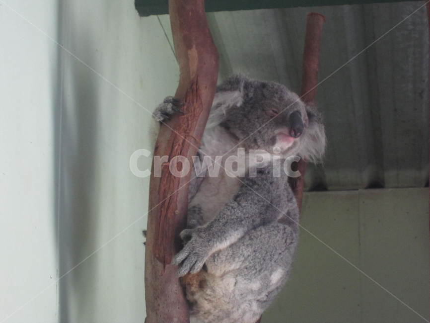 koala,코알라,animal,동물,호주,동물,animal,포유류,mammal