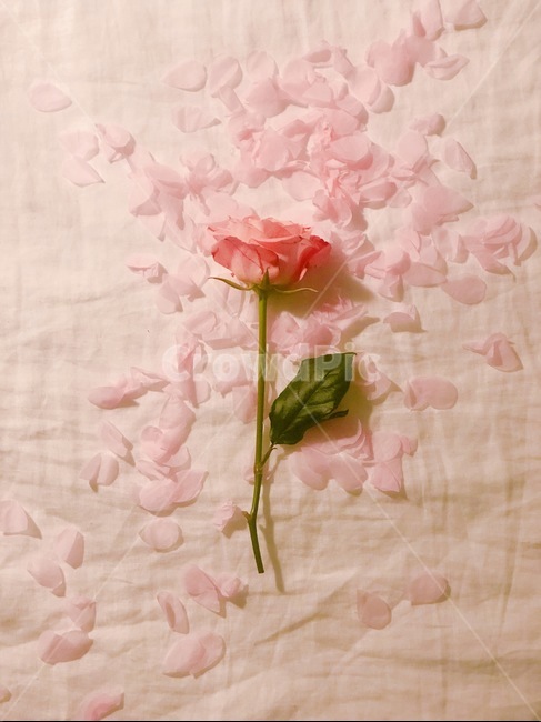 벚꽃,봄,분홍,cherryblossoms,flower,spring,인테리어,집,꽃,장미한송이