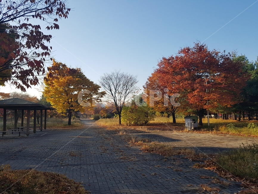 가을,낙옆,길,하늘,침묵,가을,계절,fall,autumn,season,자연,풍경,nature,landscape,tree,나무,plant,식물,walkway,보도,path,통로