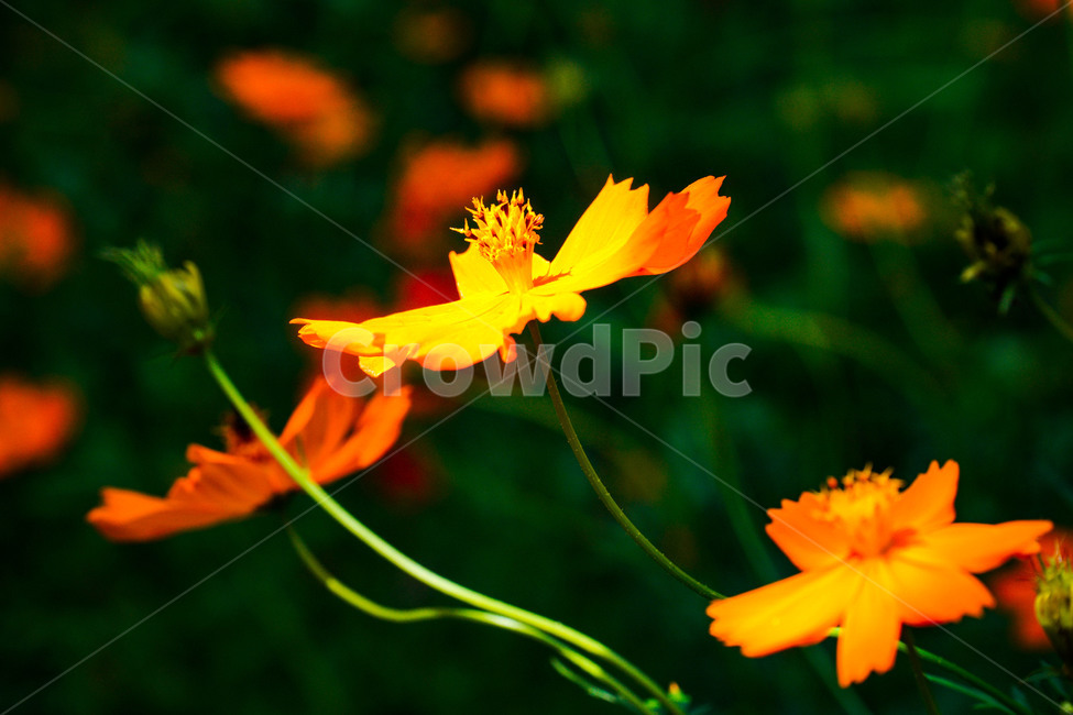꽃잎,코스모스,들,빛,plant,pollen,화분,가을,계절,fall,autumn,season,식물,자연,plants,nature,꽃,flower