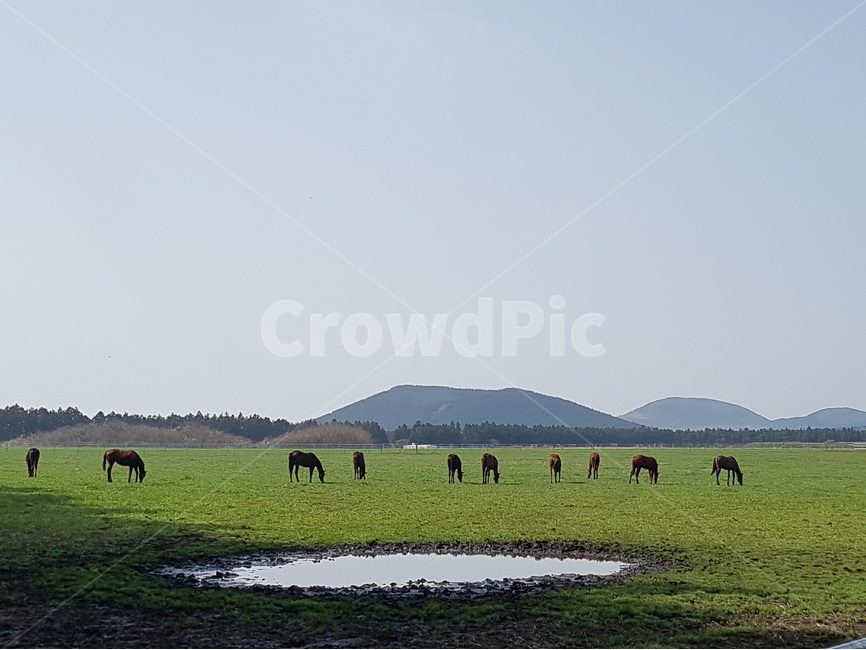 제주도,제주말,목장,풍경,자연,자연,풍경,nature,landscape,한국자연풍경,한국자연경관,korea nature landscape,제주도,jeju,jeju island,동물,animal,포유류,mammal,산업,industry,industrial,목축업,목장,livestock farming,ranching,pasture,field,들,grassland,목초지,outdoors,옥외,horse,말