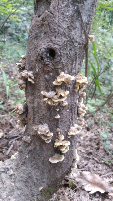 소나무버섯,버섯,나무버섯,고목,가을,산속,식물,자연,plants,nature,버섯,mushroom