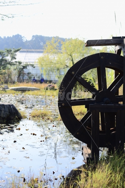 가을,물레방아,연못,거제도,섬꽃축제,자연,풍경,nature,landscape