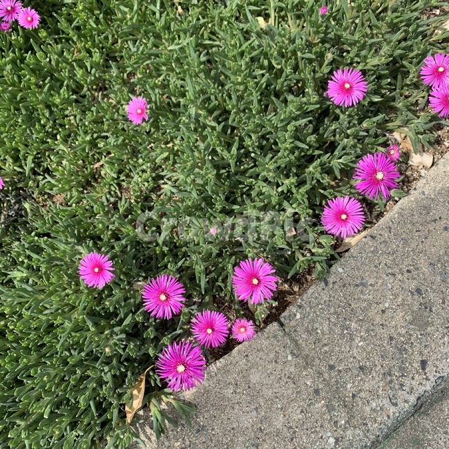 꽃,자연,플라워,보라색꽃,flower,잔디