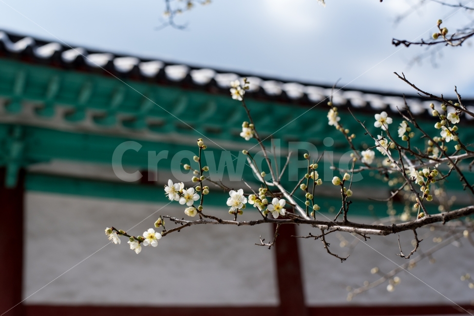 매화,백매,겨울,봄,추위,설중매,기와,한옥,조선,전통,한국,꽃,나무,사군자,매난국죽,매,꽃망울,입춘,꽃샘추위,상춘객,식물,자연,plants,nature,한국전통,한국문화,korean traditional,korean culture,봄,계절,spring,season,꽃,flower,plant