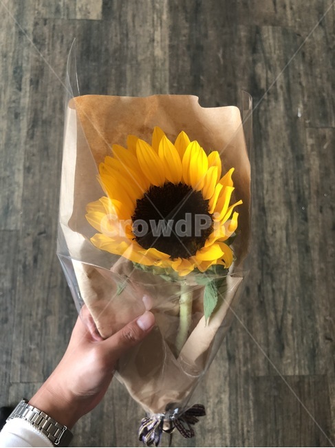 꽃,해바라기,정원,노란색,flower,colorful,yellow,한송이