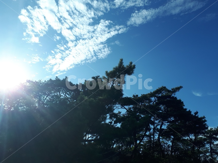 나무,자연,햇빛,풍경,소나무,해,하늘,자연,풍경,nature,landscape,flare,플레어,light,빛