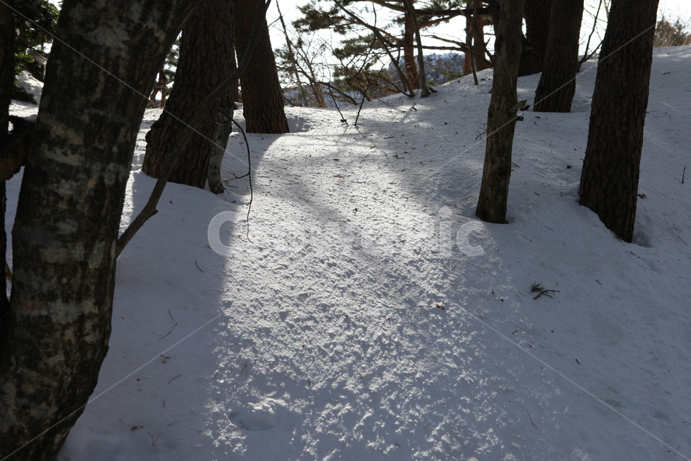 겨울,자연,눈,소나무,나무,빛,그림자,겨울,계절,winter,season