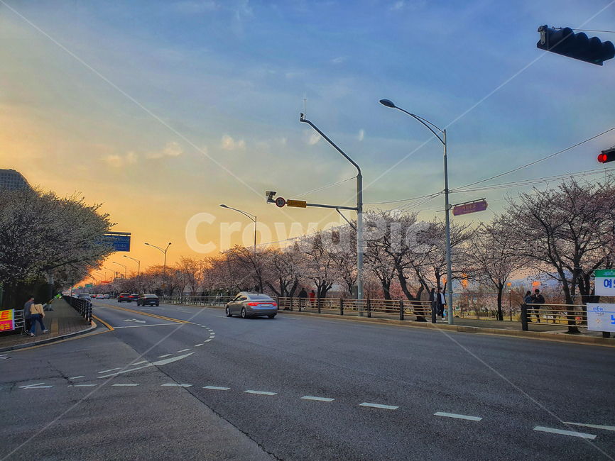 road,도로,asphalt,아스팔트,벚꽃,노을,하늘,초저녁,cherryblossoms,여의도