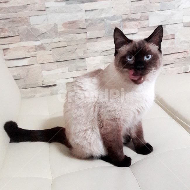 고양이,샴고양이,반려묘,식빵냥,샴발리니즈,동물,animal,포유류,mammal,고양이,cat,kitten,kitty