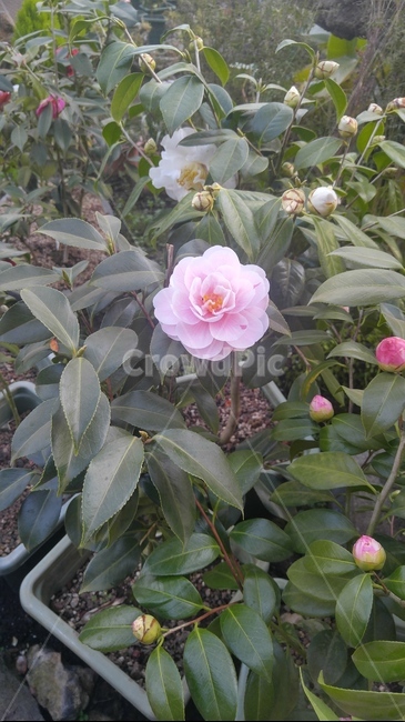 동백,동백꽃,겨울,봄,진실한사랑,겸손한마음,1월,2월,3월,4월,plant,식물,flower,꽃,blossom,분홍색