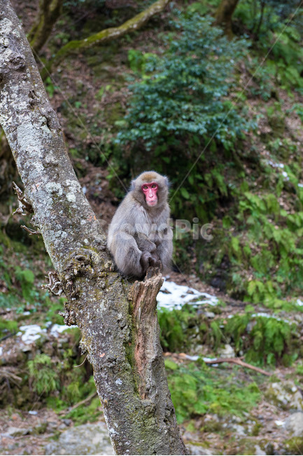 동물,원숭이,산속,야생,겨울,야생원숭이,monkey,animal,포유류,야생동물,동물,animal,포유류,mammal