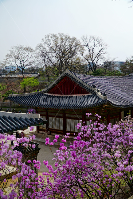 창경궁,서울,한국,벚꽃,매실나무,korea,대한민국,seoul,혜화,헤화역,혜화동,4월,april,봄,spring,봄꽃,풍경,landscape,조선,조선시대,조선왕조,궁전,궁궐,왕궁,나무,자연,nature,한옥,tree,palace,한국문화,한국전통,전통문화,전통,문화,한국적인,한국풍경,역사,히스토리,history,한국전통,한국문화,korean traditional,korean culture,건축물,건물외관,exterior,building,structure,architecture,construction
