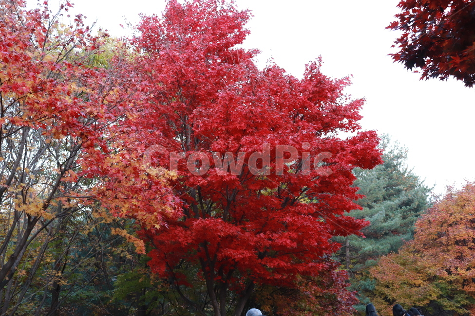 천안독립기념관,가을단풍,단풍,가을,가을하늘,빨간단풍,가을,계절,fall,autumn,season,자연,풍경,nature,landscape,tree,나무,plant,식물,maple