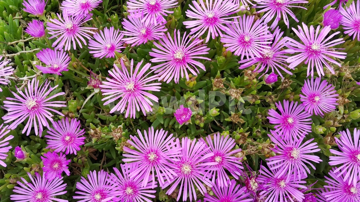 식물,plant,꽃,flower,자연