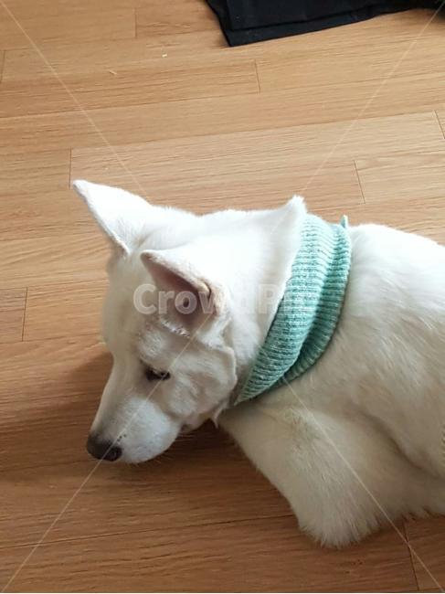 애완견,dog,풍산개,강아지,애완동물