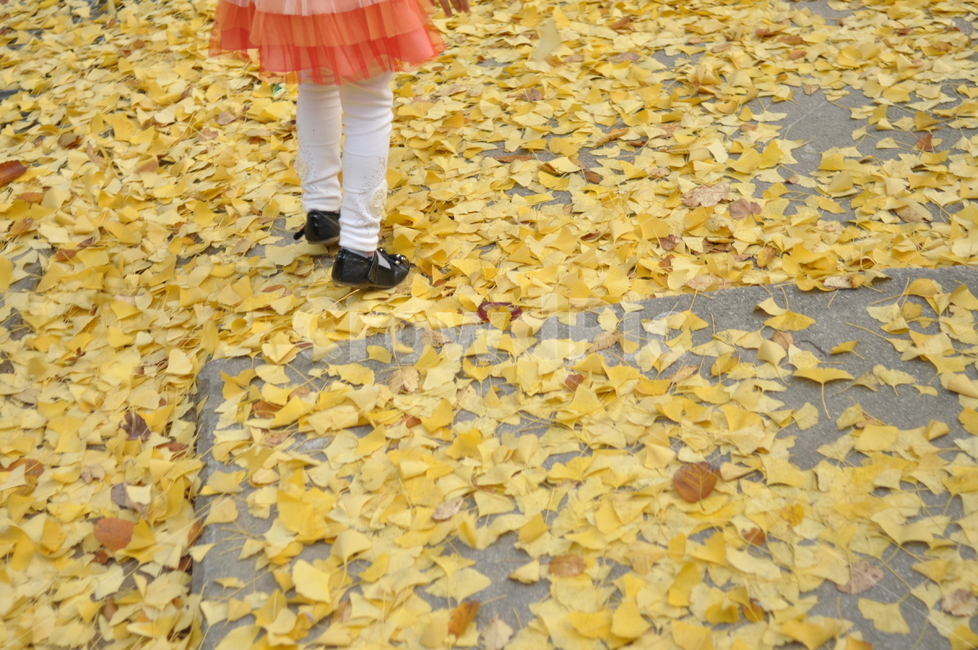 가을,감성,나무,낙엽,단풍,길,가을,계절,fall,autumn,season,신체일부,몸,body