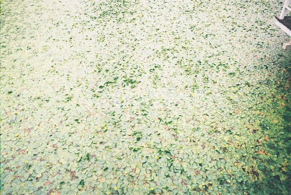 물풀,풀,초록,나뭇잎,green,필카