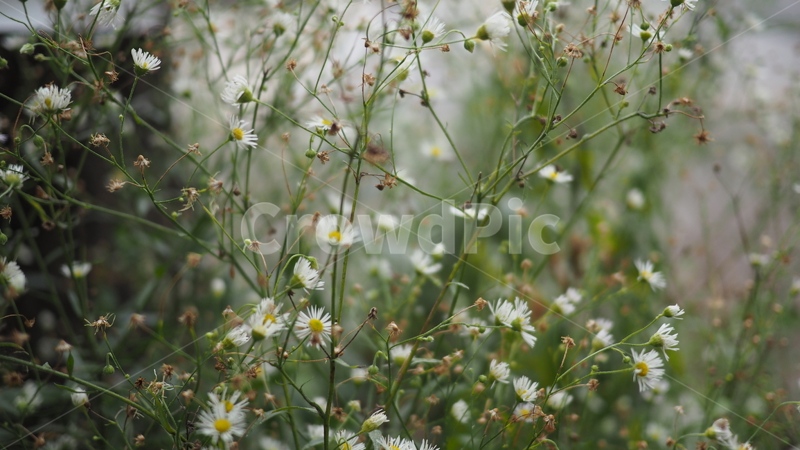 야생화,꽃,야생식물,wildflower,flower