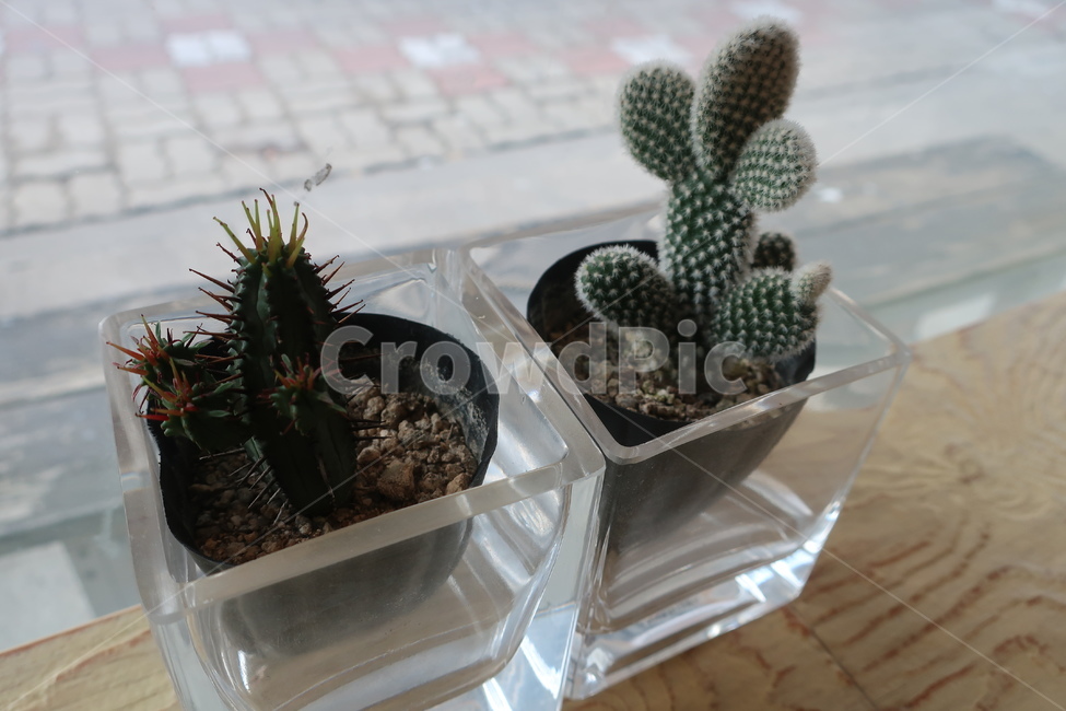 열대,선인장,가시,화분,식물,창가,인테리어,관상,소품,장식