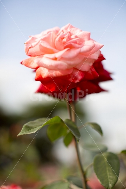 식물,장미,붉은장미,꽃,가시,아름다운장미,flower,rose,red,식물,자연,plants,nature,꽃,flower,감성,sensible,feeling