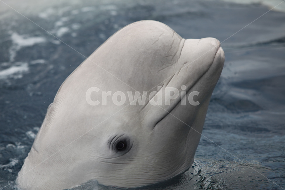 벨루가,흰고래,고래,돌고래,동물,포유류,해양포유류,수족관,아쿠아리움,동물원,ㅈ,동물,animal,포유류,mammal