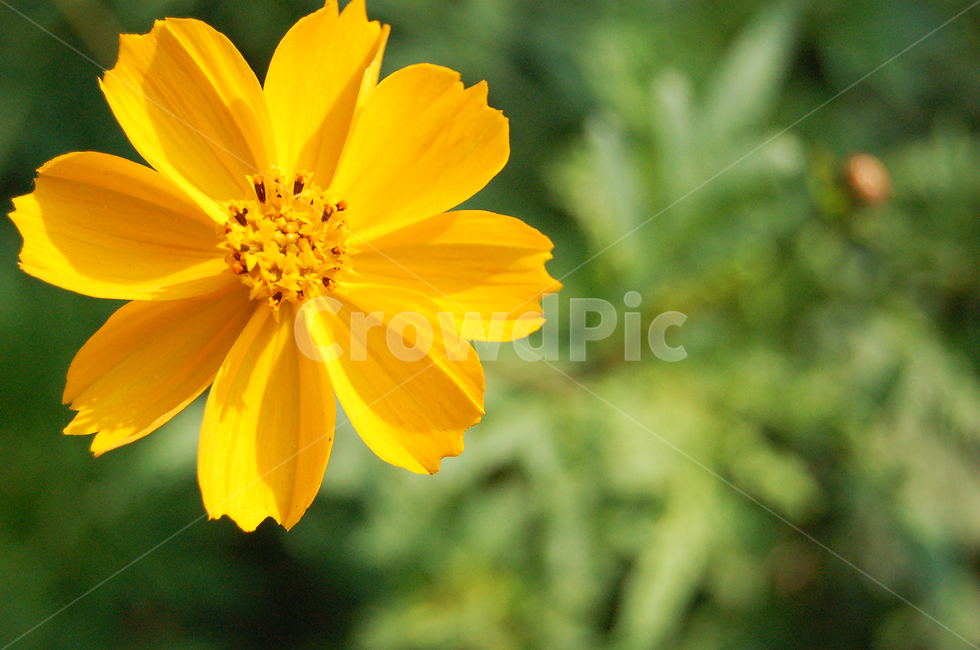 꽃,노란색,노란꽃,한송이,자연,식물,꽃잎,pollen,flower,yellow,nature,plant,식물,자연,plants,nature,꽃,flower