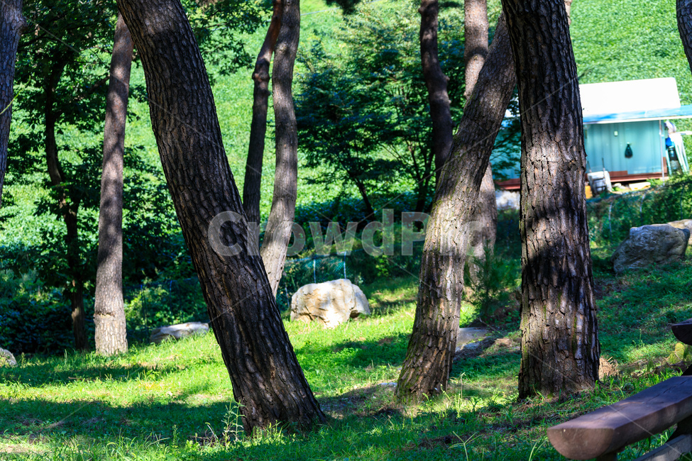 솔무정,소나무,숲,나무,환경,농촌,풍경,가을,경치,식물,자연,plants,nature,나무,trees,wood