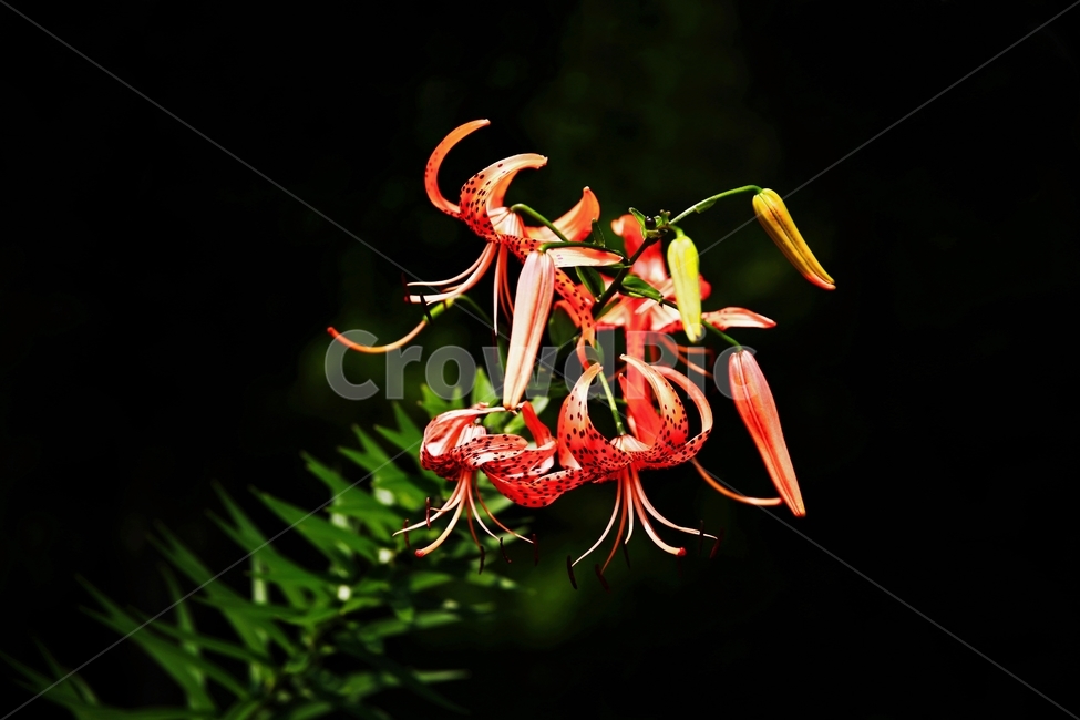 참나리,털중나리,나리꽃,나리,아리시스,식물,자연,plants,nature,꽃,flower