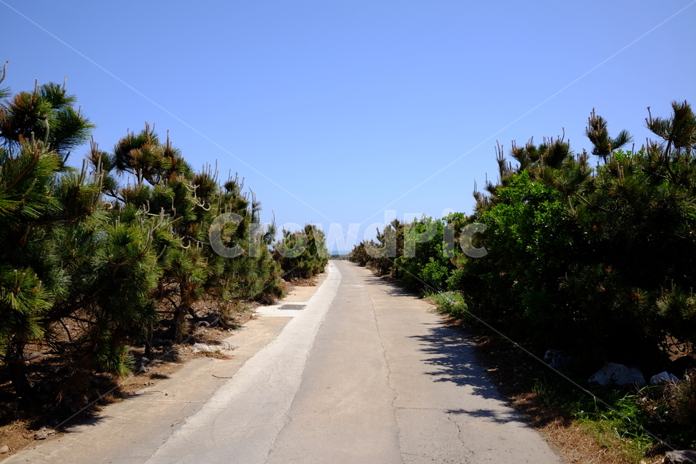 나무,길,골목,하늘,자연,풍경,가파도,도로,맑음,쾌청,자연,풍경,nature,landscape,road