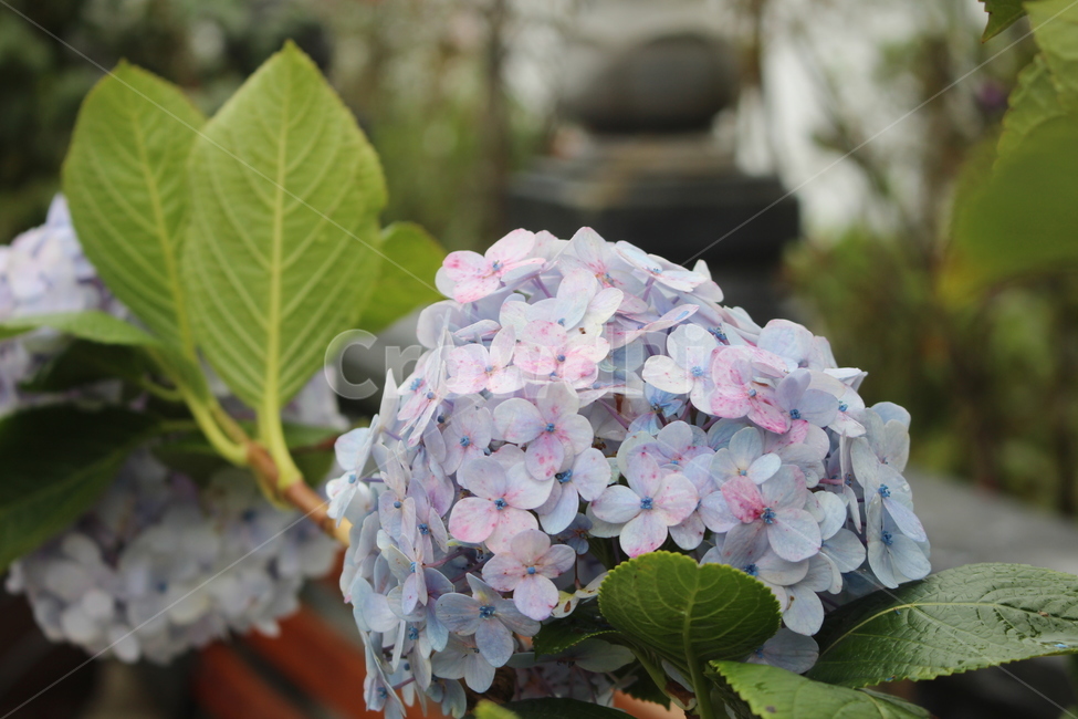 풍성한꽃,아름다운꽃,보라색,보라빛,수국,식물,자연,plants,nature,꽃,flower
