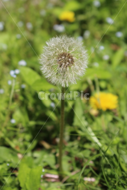 민들레,dandelion,plant,식물,flower,꽃,blossom