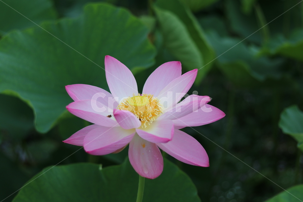 연잎,연꽃,궁남지,부여,불교,축제,여름,7월,화사한,식자재,농업,자연,lotus,배경화면,근접촬영,식물,자연,plants,nature,꽃,flower