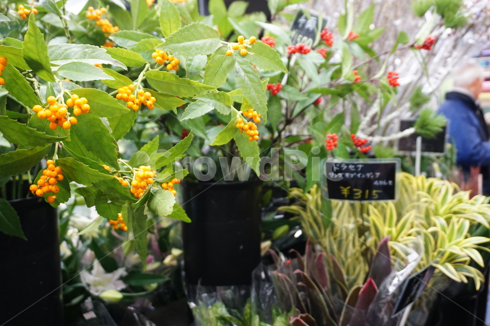 일본,kyoto,꽃,flowers,꽃집,flowershop