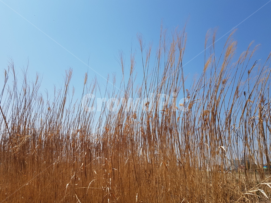 억새,가을억새,하늘아래억새,억새꽃,억새축제,가을,계절,fall,autumn,season,자연,풍경,nature,landscape,grass,잔디,plant,식물,lawn,reed,갈대