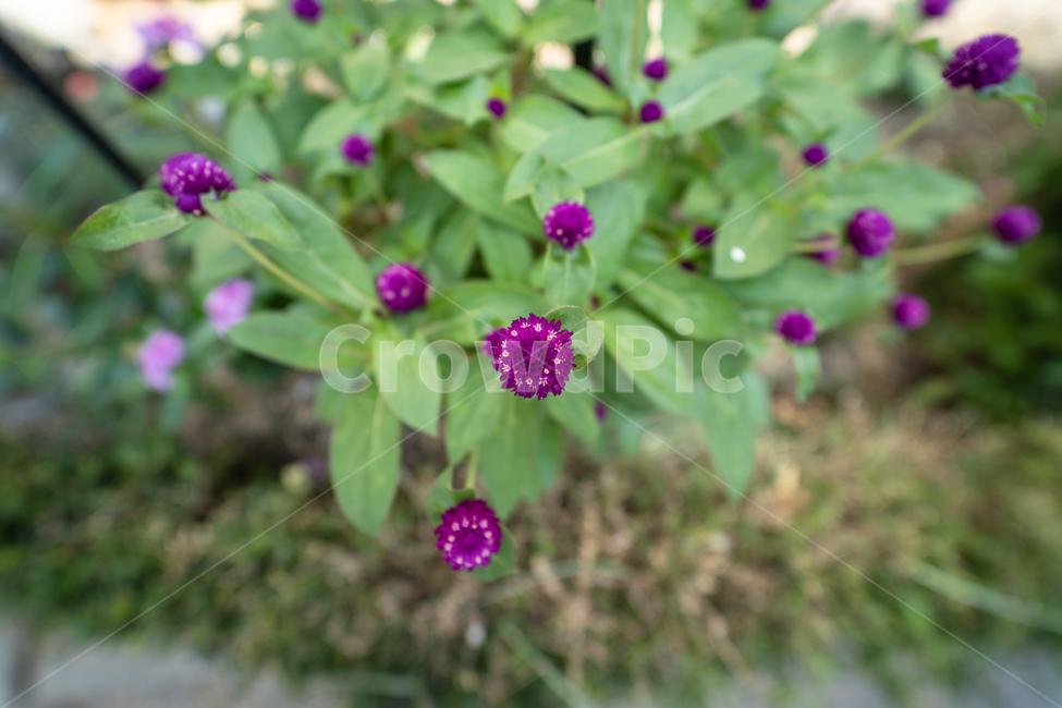 flower,꽃,식물,plant,botanical,식물,자연,plants,nature,꽃,flower