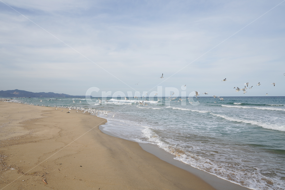 대진,해수욕장,파도,해안선,갈매기,옥외,ocean,자연,nature,sea,바다,해변,beach,해변,바다,beach,sea